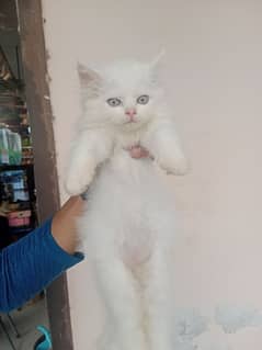 Persian cats / kittens / cat / cat baby / cat for sale