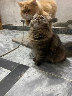 persian  punch face female cat