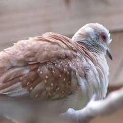 Common Red Dove. . . .