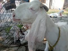 Maa Shah Allah Rajan pur  premium Quality 3 goats for urgent sale 0