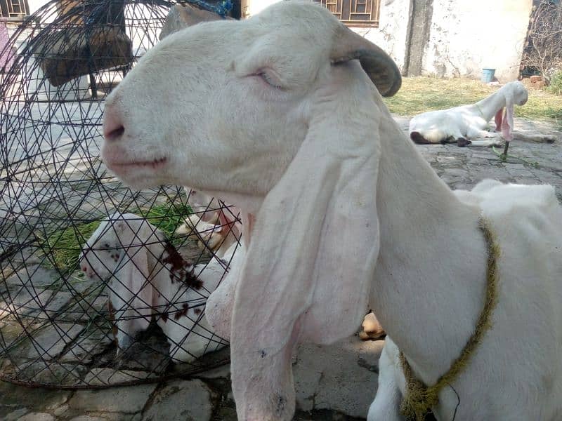 Maa Shah Allah Rajan pur  premium Quality 3 goats for urgent sale 0