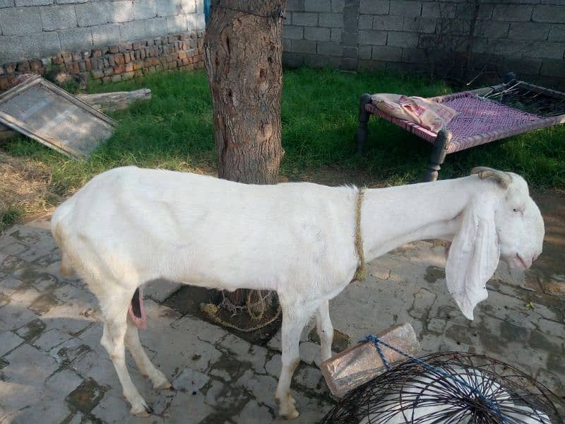 Maa Shah Allah Rajan pur  premium Quality 3 goats for urgent sale 1