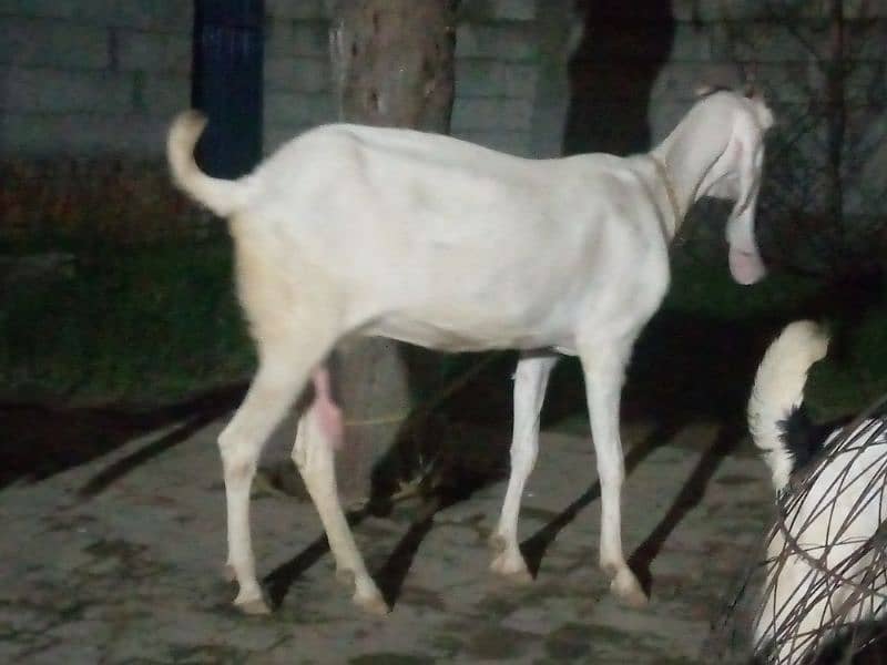 Maa Shah Allah Rajan pur  premium Quality 3 goats for urgent sale 2