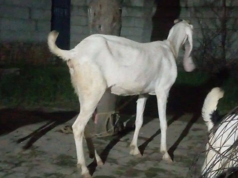 Maa Shah Allah Rajan pur  premium Quality 3 goats for urgent sale 3