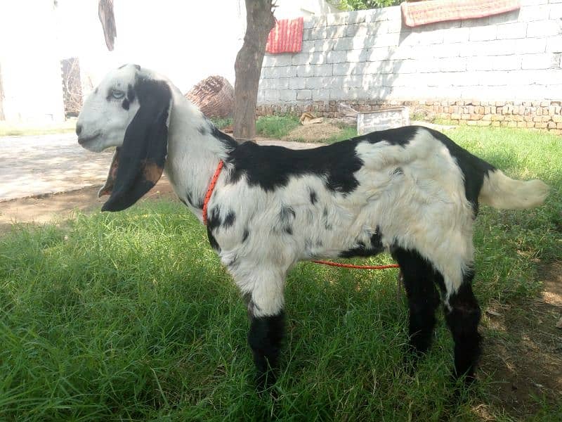 Maa Shah Allah Rajan pur  premium Quality 3 goats for urgent sale 9