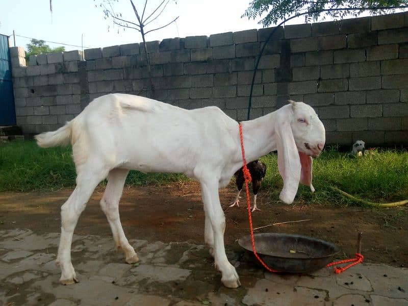 Maa Shah Allah Rajan pur  premium Quality 3 goats for urgent sale 10