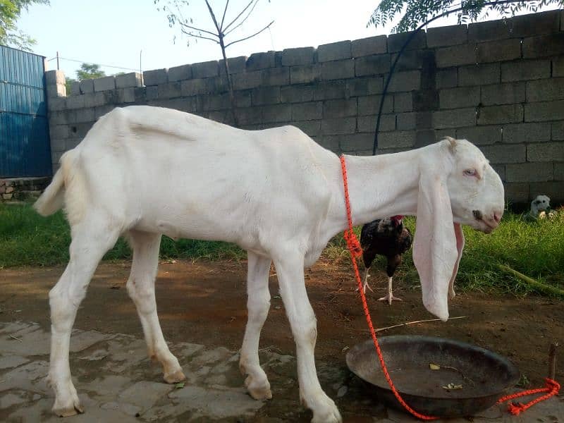 Maa Shah Allah Rajan pur  premium Quality 3 goats for urgent sale 11