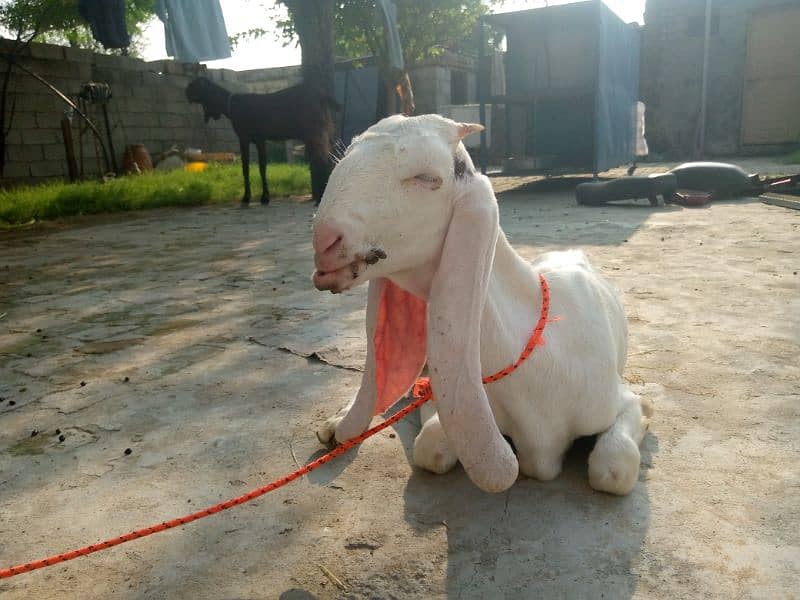 Maa Shah Allah Rajan pur  premium Quality 3 goats for urgent sale 12