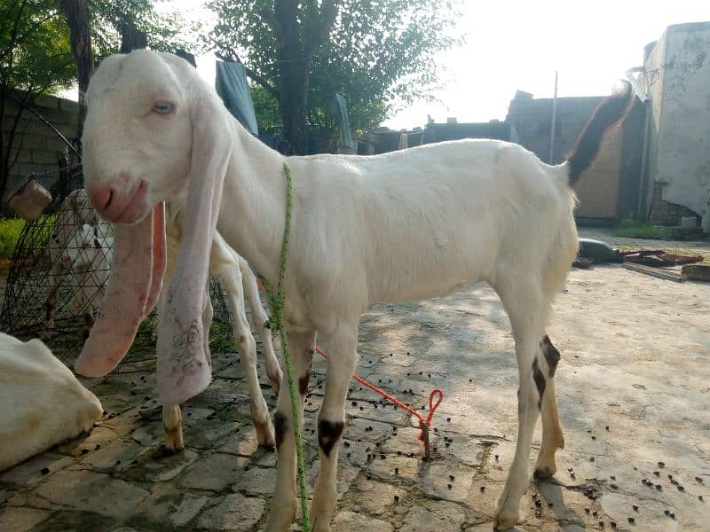 Maa Shah Allah Rajan pur  premium Quality 3 goats for urgent sale 13