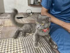 British shorthair kittens