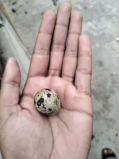 quail eggs