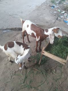 female goats for sale