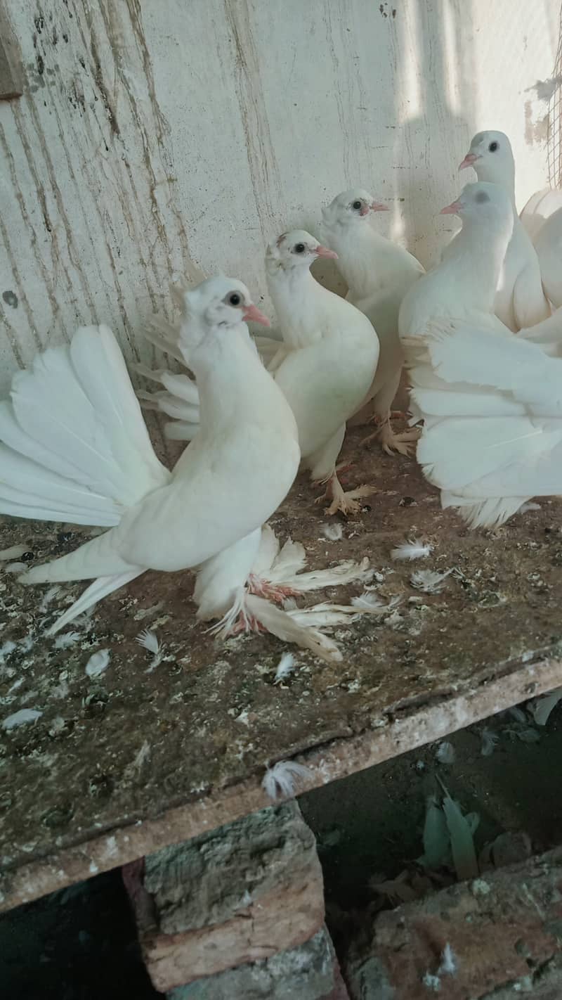 Indian Fantail Pair & Chicks 1