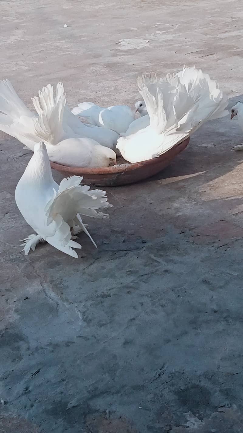 Indian Fantail Pair & Chicks 4