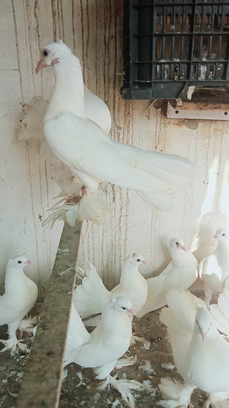 Indian Fantail Pair & Chicks 9