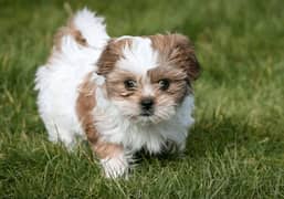 shihtzu