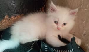 Persian cat kitten