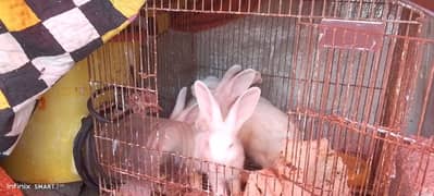 rabbits breeder pair available