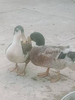 ducks