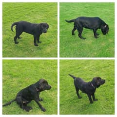 Labrador dog pair full healthy active