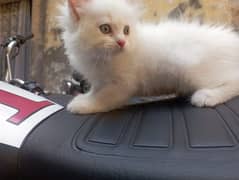 Persian cat kitten