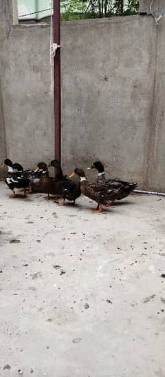 10 ducks (4 pairs)