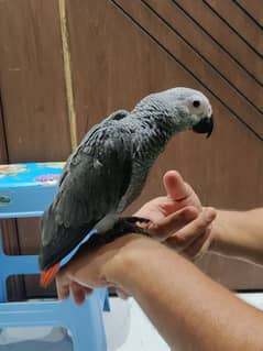 African Grey Tamed & Talking start