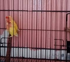 love birds   for sale fully Active breeder pairs