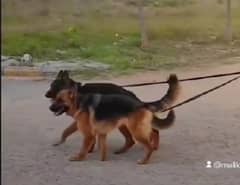 Stock Coat German Shepherd Pair 30 Months