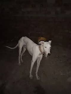 Dog Breed For Sale /Galgo For Sale/ Imported Breed