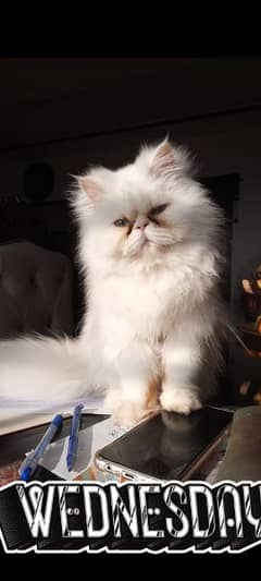 Persian Cat / Triple Coated / Punch face