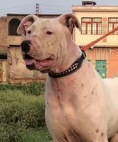 bully dog full fatar 18 month 27+ inch for sale available