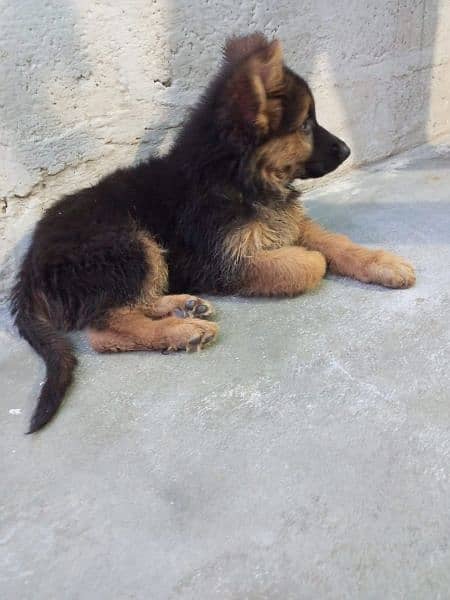 Husky blue eyes German Shepherd puppies available what's 03112781431 1