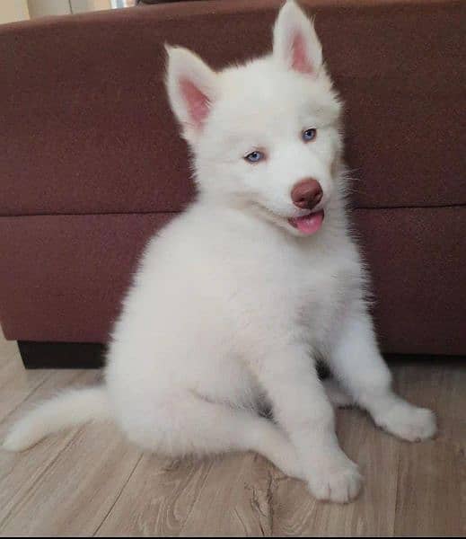 Husky blue eyes German Shepherd puppies available what's 03112781431 2