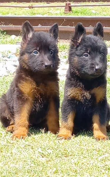 Husky blue eyes German Shepherd puppies available what's 03112781431 3