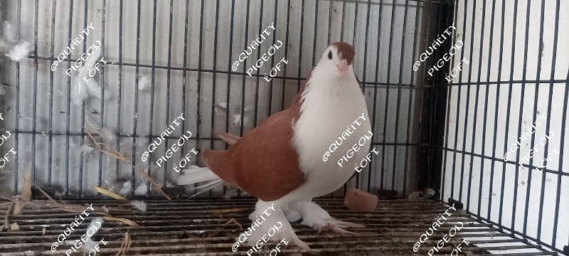 DIFFERENT FANCY PIGEONS BREEDERS 4