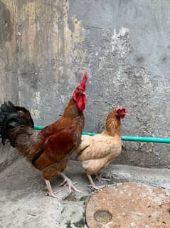 house hen’s pair