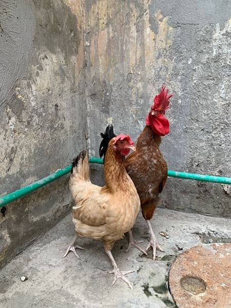 house hen’s pair 2