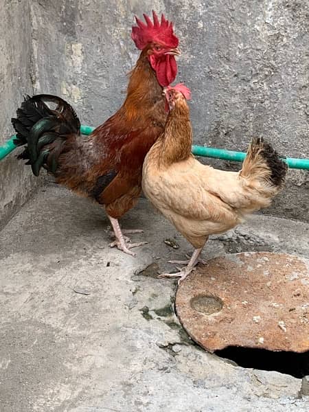 house hen’s pair 7