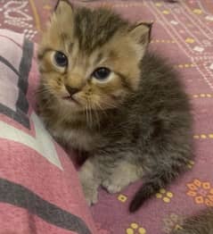 American curl and chertreux breed