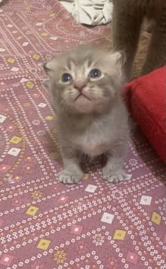 American curl and chertreux breed