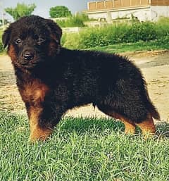 German Shepherd puppies Age 2 month for sale