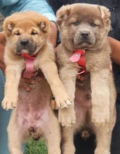 alabai security Dog 2 month pair for sale heavy bone