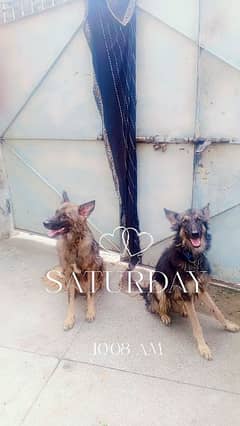 German shepherd pair age 6month old