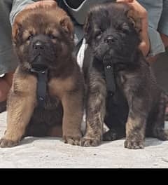 Kurdish Kangal security Dog 2 month pair for sale heavy bone