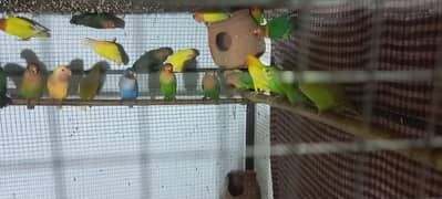 Love Bird fisher Breeder pair