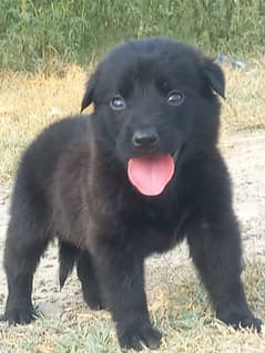 black Shepherd German male