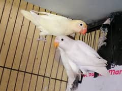 Love birds, Albino Red eye, Parblue, Cremino, Decino, Lutino