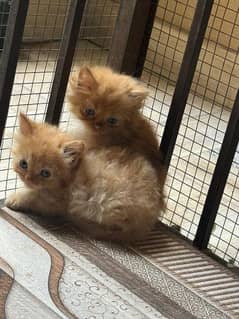 pure Persian kitten and cat