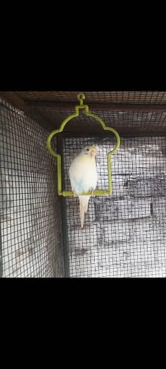 budgies parrot For sale Only Single piece female